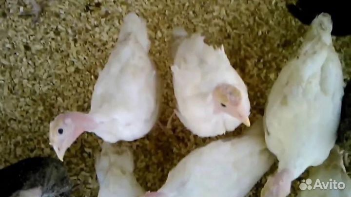 Индюки индюшата
