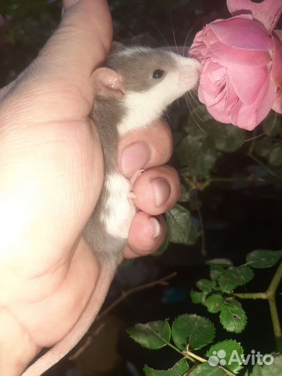 Крысы декоративные,цветные