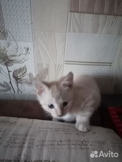 Котенок 1,5 месяца