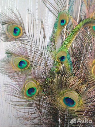 Перо павлина