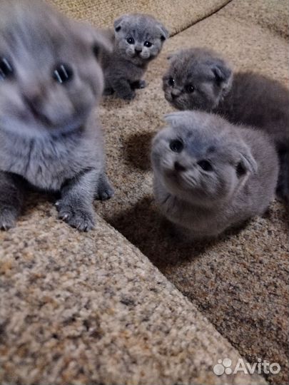 Шотландские вислоухие котята