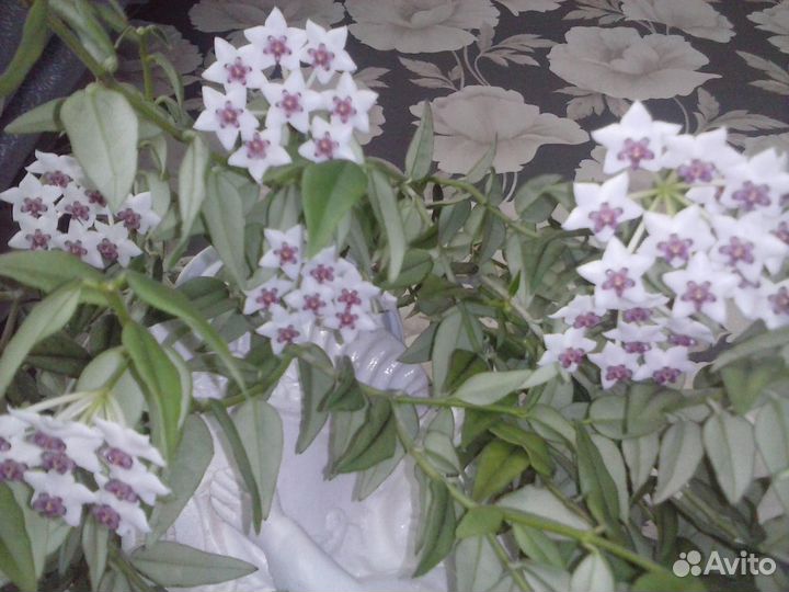 Комнатные цветы