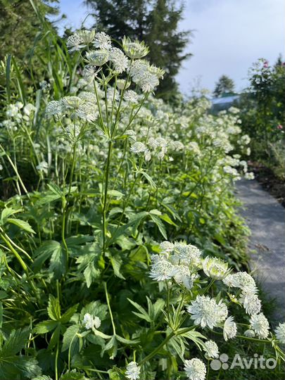 Многолетник для вашего сада