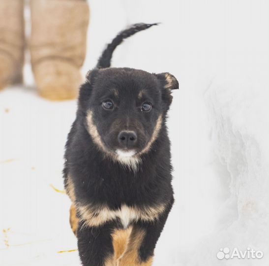 Собачки в добрые ручки Девчушки-чернушки