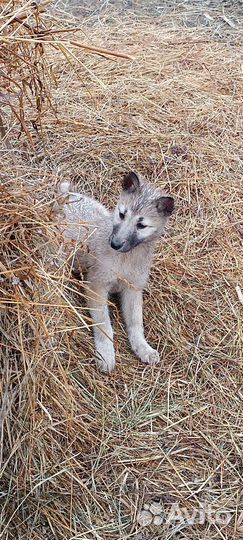 Собаки щенки Западно-Сибирской лайки