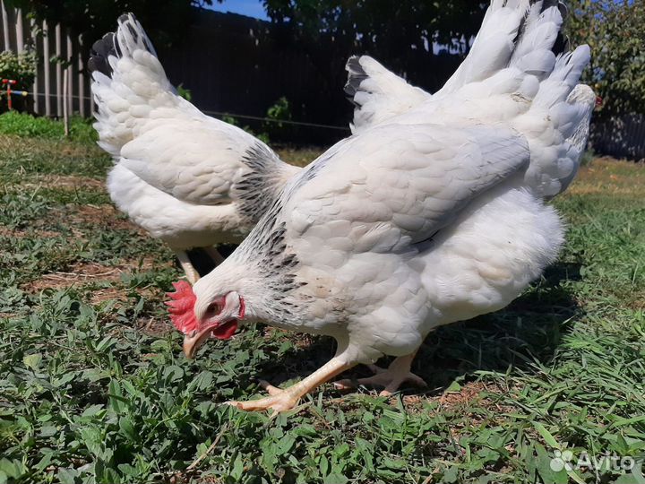 Куры молодые несушки