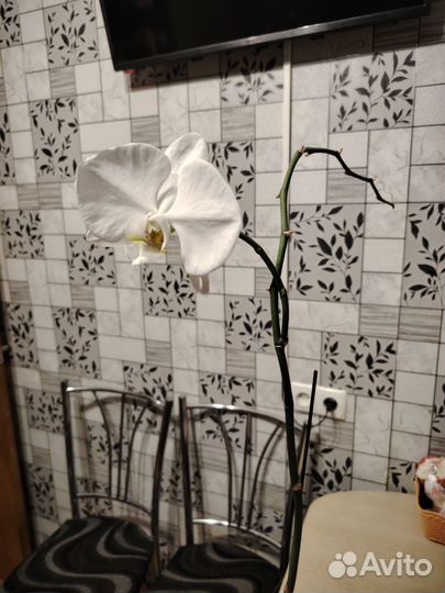 Орхидея фаленопсис