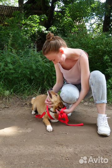 Маленькая собака в добрые руки