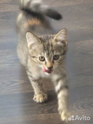 Котёнок ищет дом