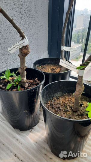 Красномясая яблоня Пинк Перл (Розовый жемчуг)