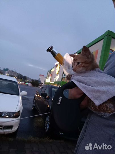 Котята ищут дом