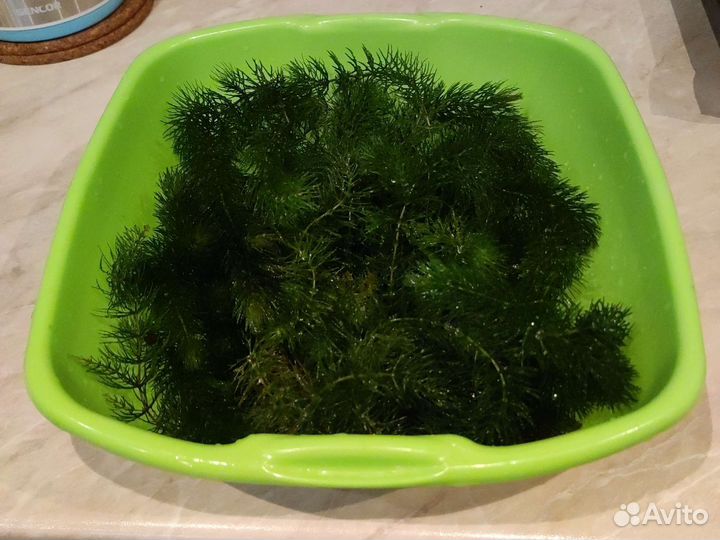 Роголистник