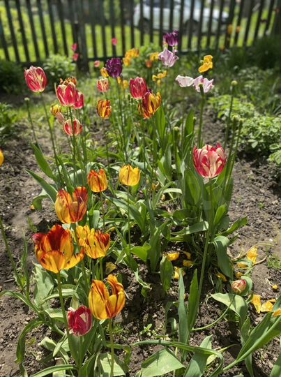 Участок 11 сот. (СНТ, ДНП)