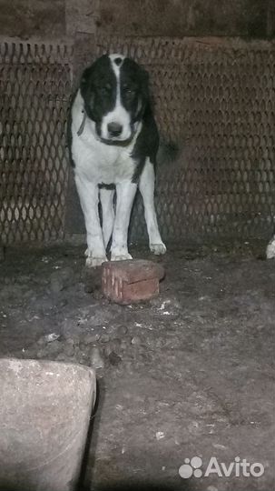 Среднеазиатская овчарка