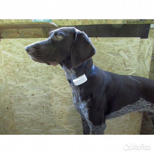 Водонепроницаемый GPS ошейником для животных TK911