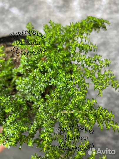 Пилея депресса и микрофила