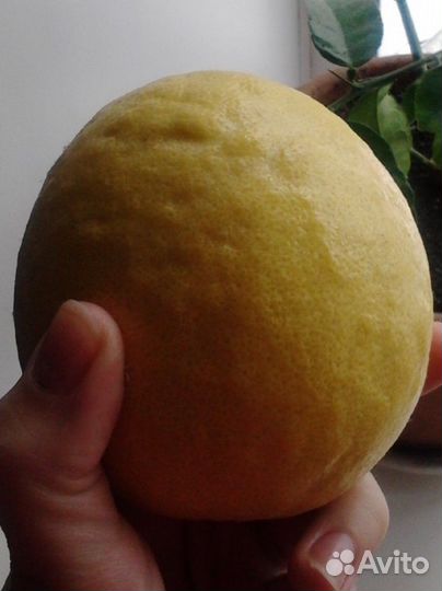 Лимон