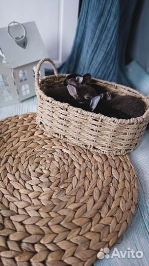 Карликовые крольчата рекс