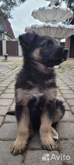 Щенок немецкой овчарки