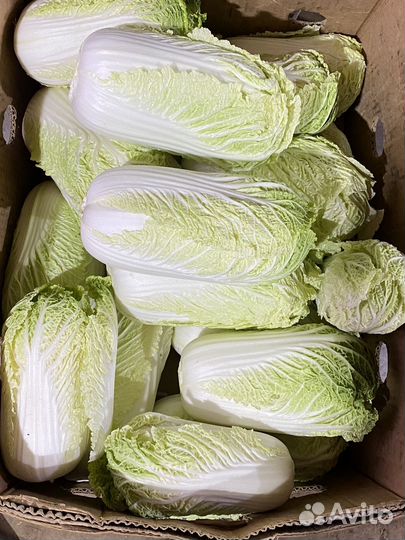 Цветная, броколли, пекинская, засолочная капуста