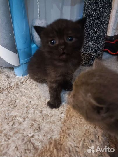 Котята