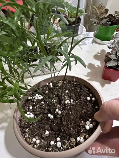 Аспарагус серповидный