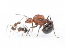 Экзотические муравьи