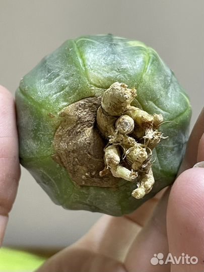 Astrophytum kikko variegate