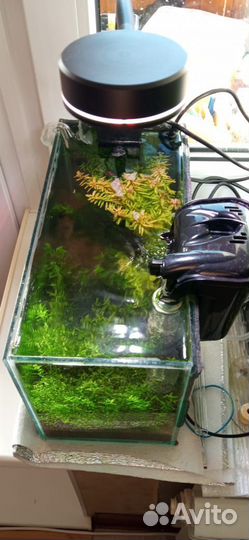 Аквариум. 10л. Креветочник