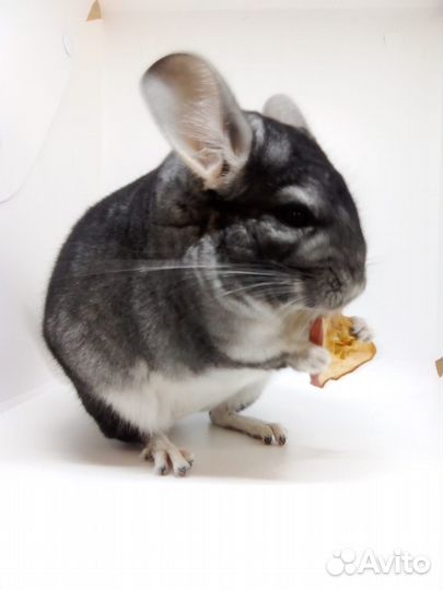 Шиншилла Стандарт XDark