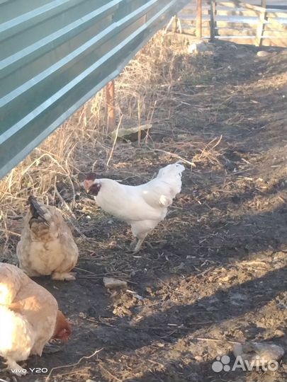 Молодой петушок породы ухейилюй