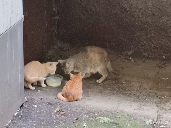 Котята в добрые руки бесплатно