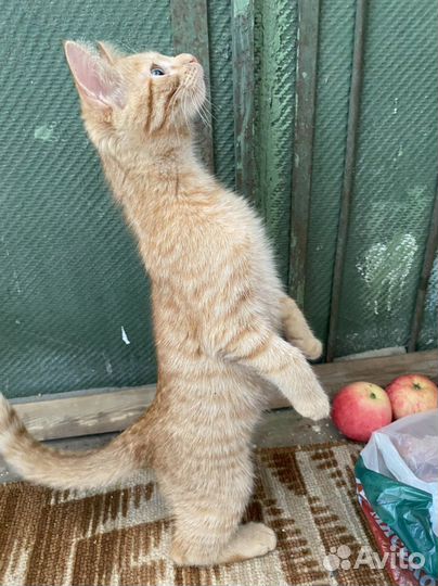 Котята