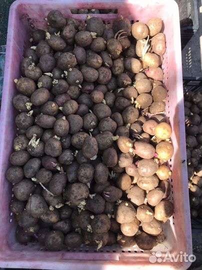 Семенной картофель