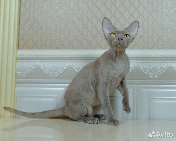 Лиловая Девон -рекс кошка