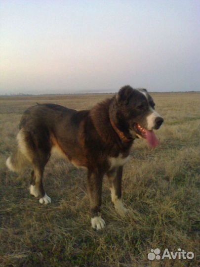 Собаки бесплатно