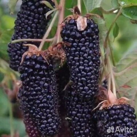 Ежевика «Карака Блэк» (Rubus «Karaka Black»)