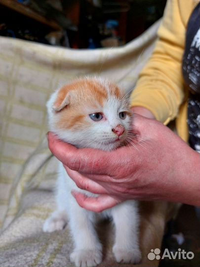 Котенок вислоухий в дар