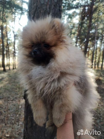 Щенки шпица