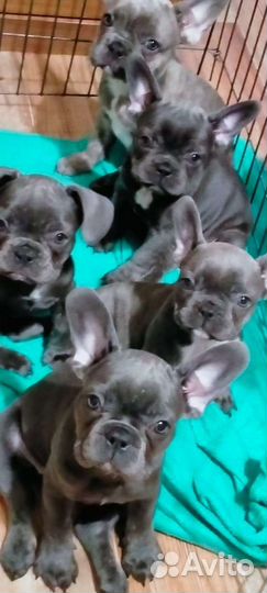 Французский бульдог голубой