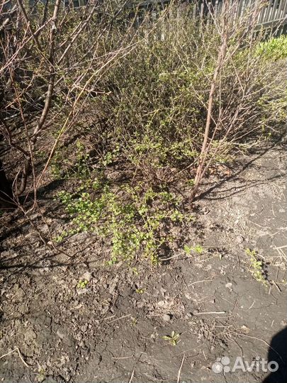 Вишня, саженцы, сосна