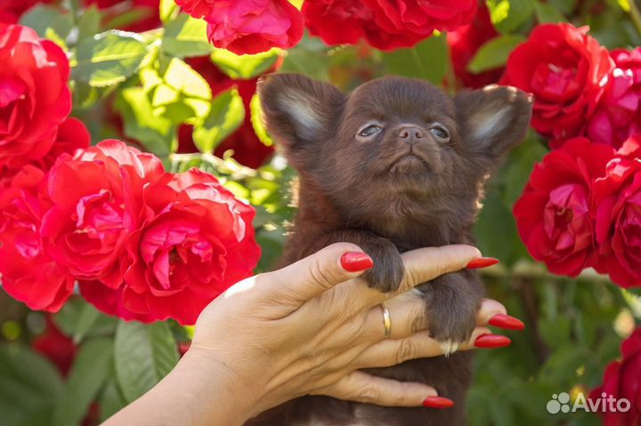 Шоколадые, лиловые и голубые щенки Чихуахуа
