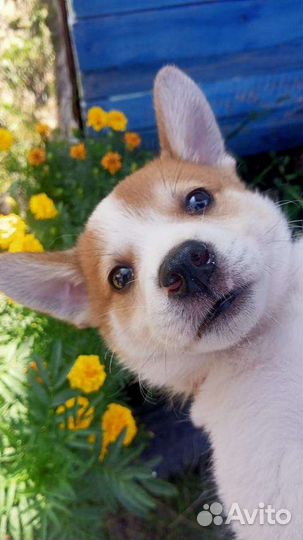 Собаки бесплатно в добрые руки щенки