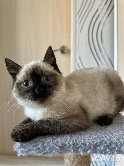 Котенок в добрые руки