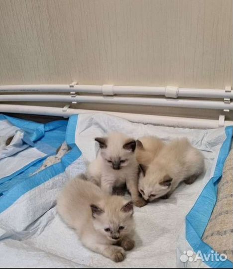 Котик 1,5 месяца