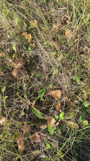 Участок 6 сот. (ИЖС)