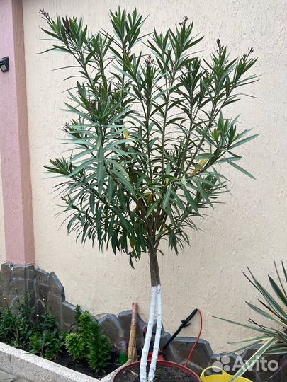 Дерево олеандра