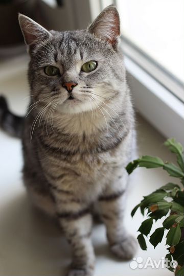 Кот в добрые руки