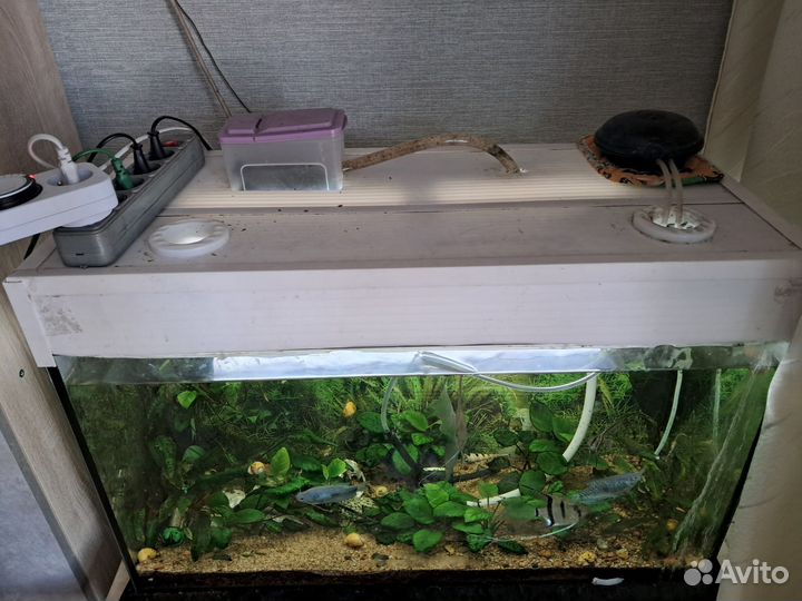 Аквариум 100 литров