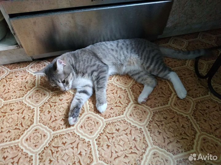 Котик бесплатно